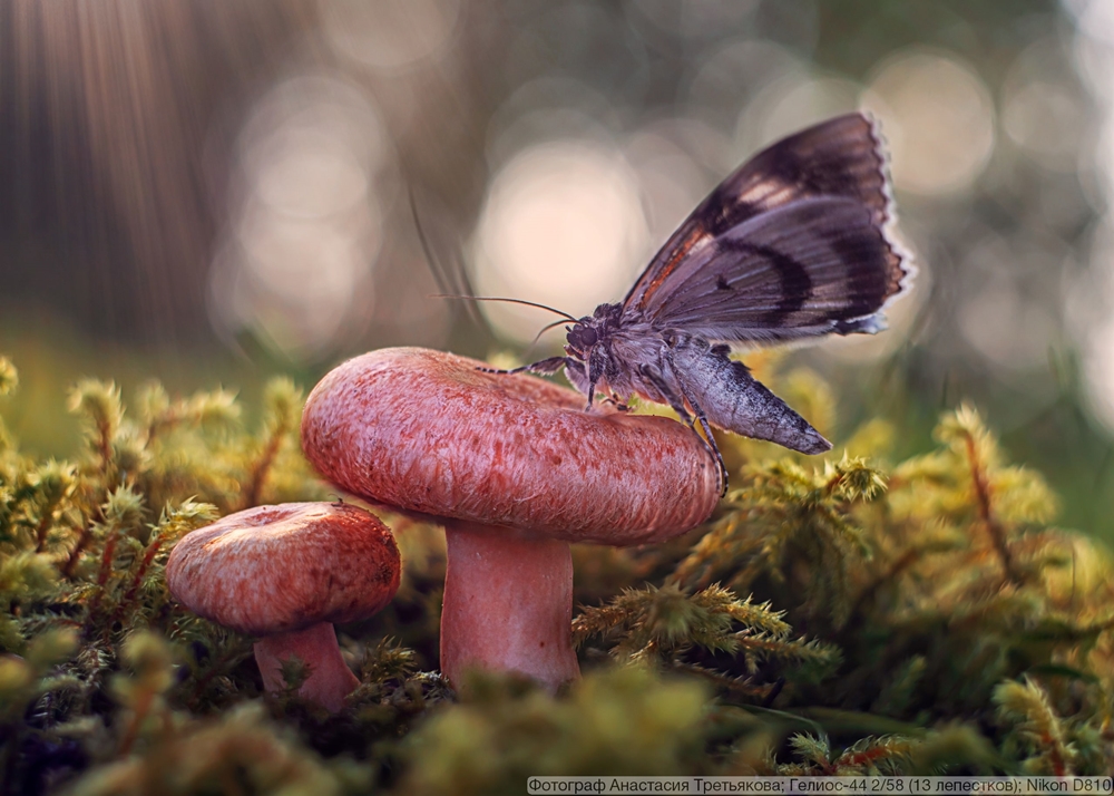 Гелиос-44 2/58