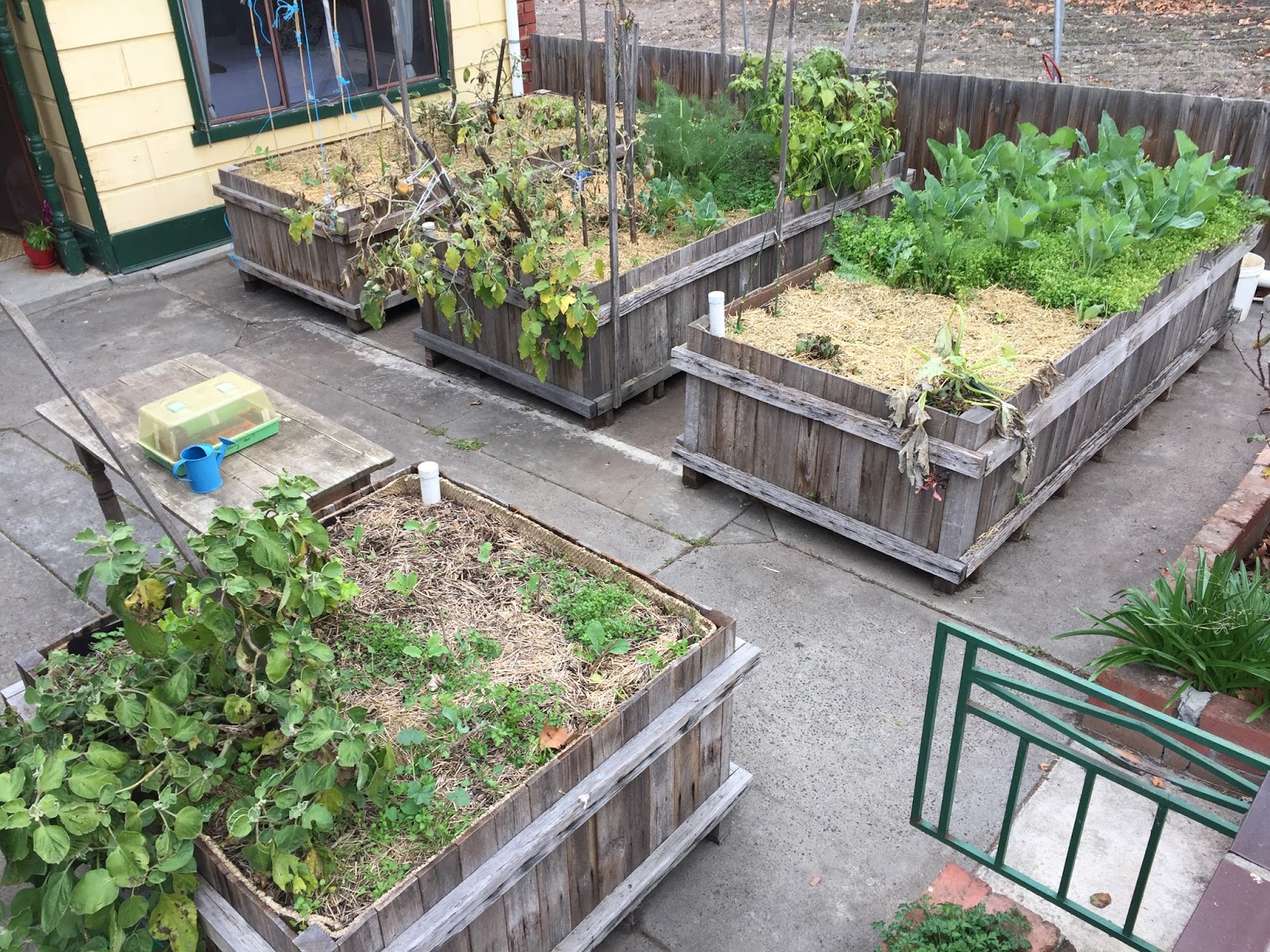 Nedly on his Treadly Wicking Bed Construction