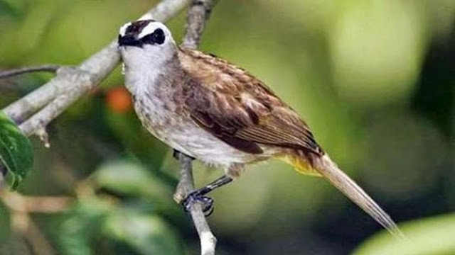 Download Mp3 Suara Master Burung Trucukan Gacor Dan Ropel