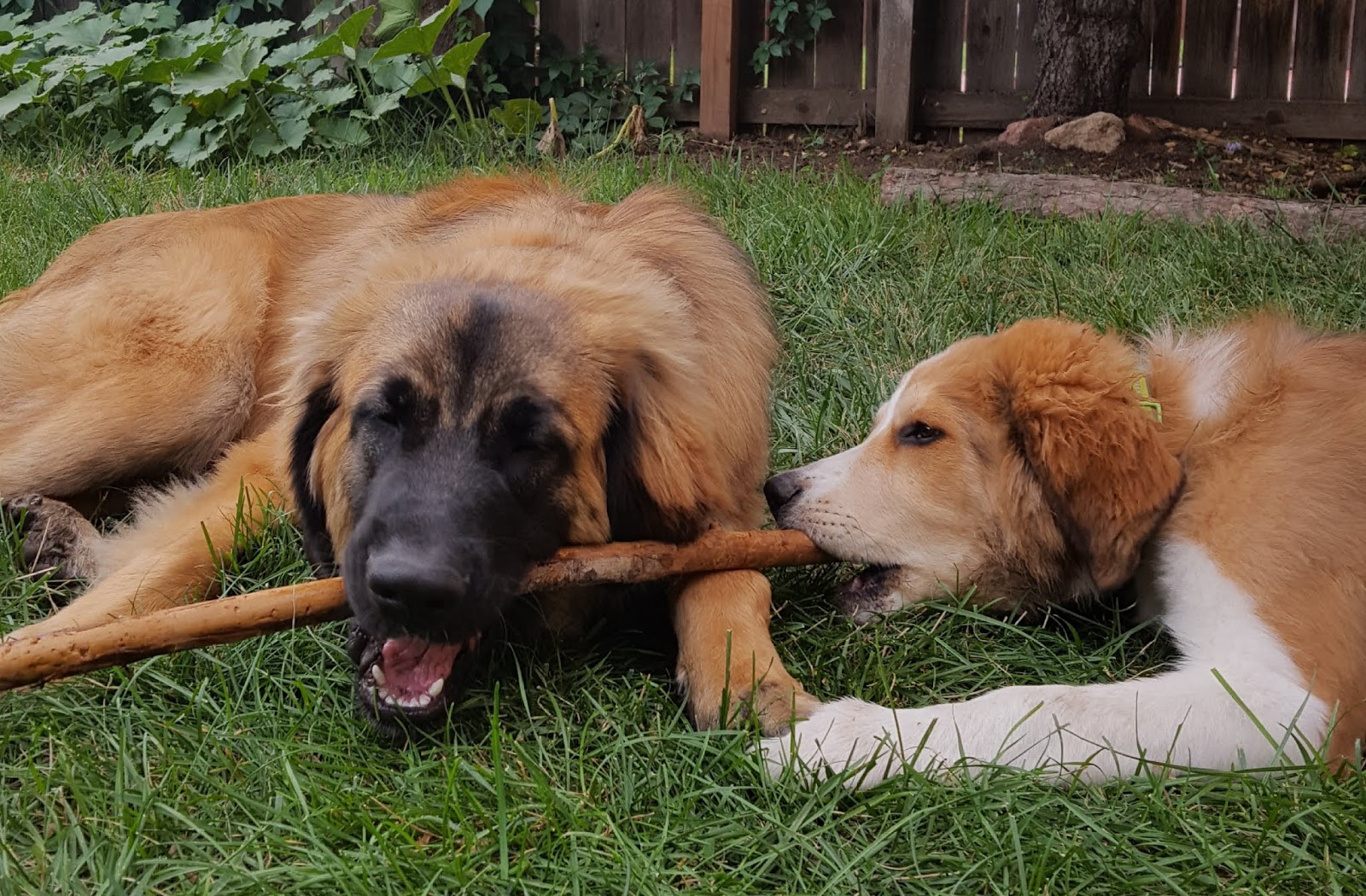 On the Fly Pet Sitting Denver Pet Sitter Washington Park Area