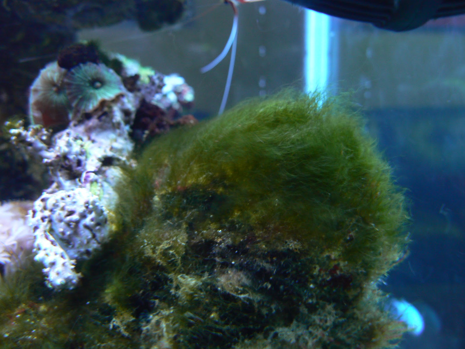Kaya's Reef Tree War with Hair Algae