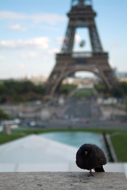 Francia. París. Paloma en el mirador delante de Chaillot. Torre Eiffel