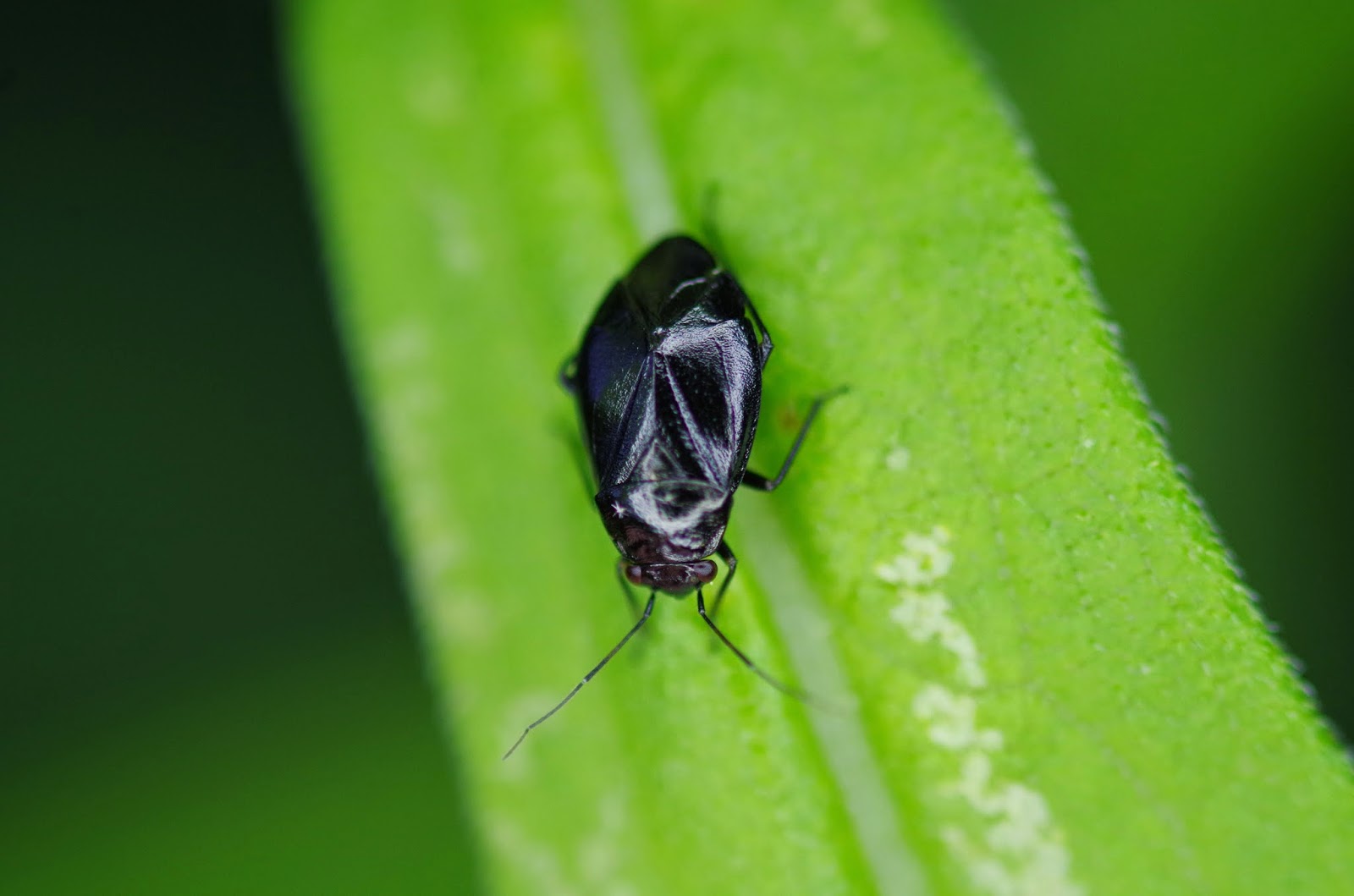 The Bugs in the Backyard Bugs in Time