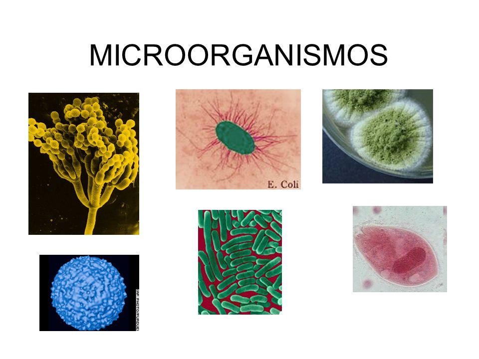 microorganismos 1