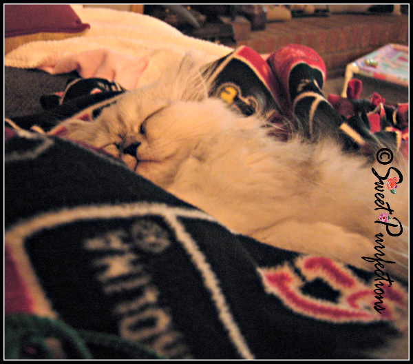 Truffle sleeping beside Mom Paula The first day was an exhausting day