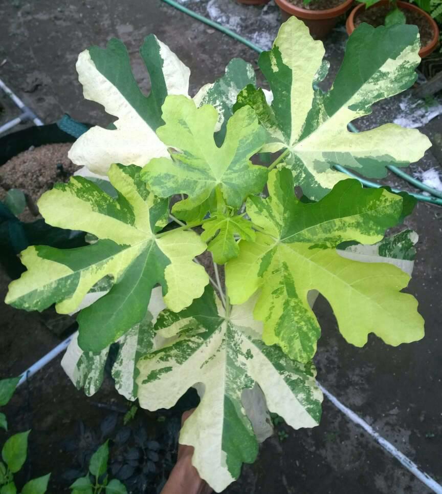 Seattle Garden & Fruit Adventures The allure of Striped figs