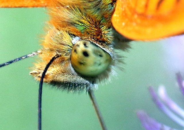 Wilder Garten Juli 2010