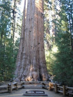 The giant sequoia - The General Sherman
