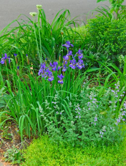 Allium multibulbosum, Siberian iris and catmint, Nepeta 'Walker's Low'