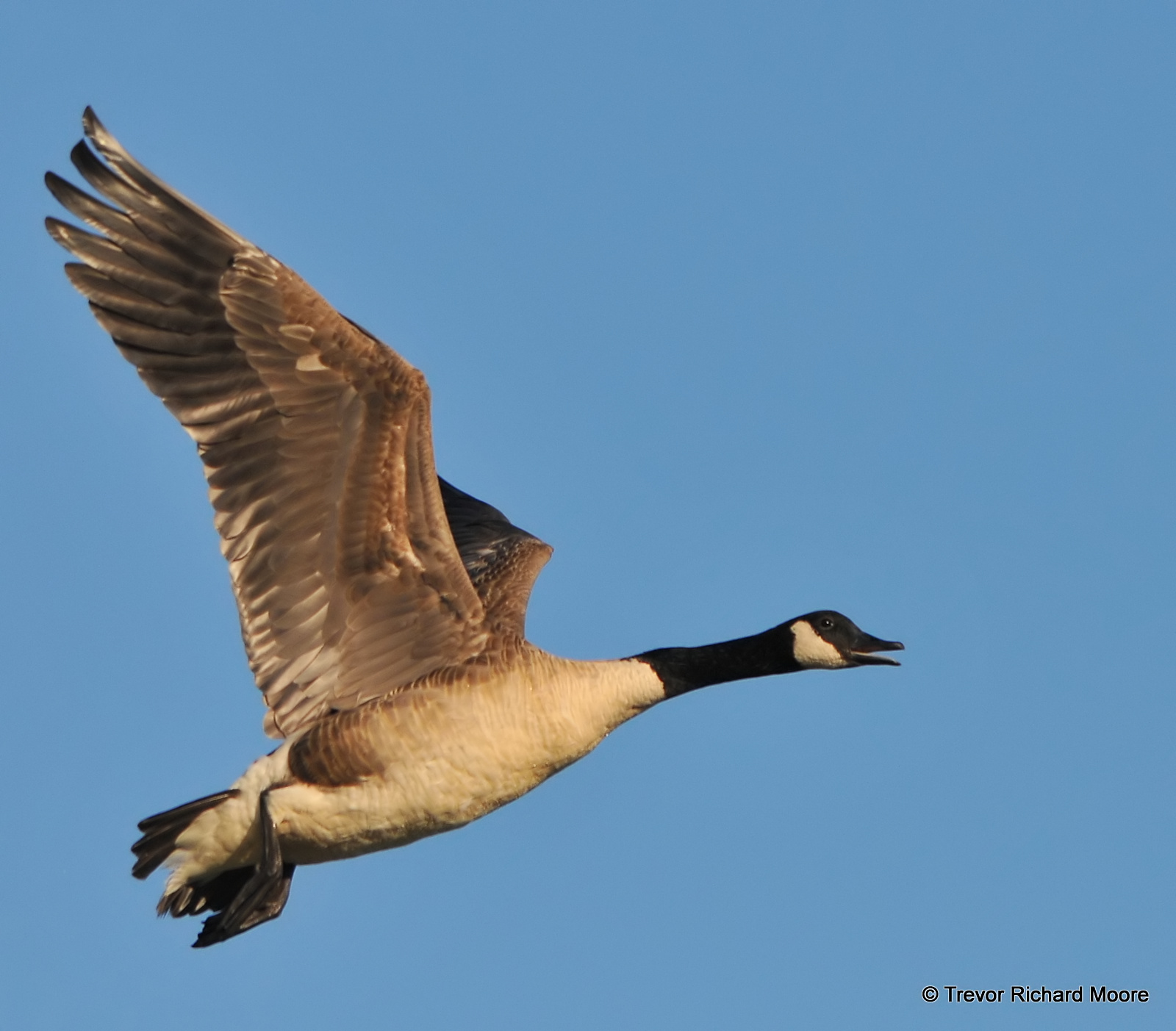A & T Birding: Geese in Flight.