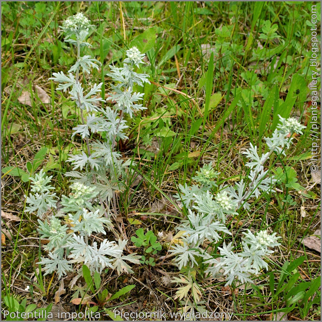 Potentilla impolita habit - Pięciornik wygładzony pokrój