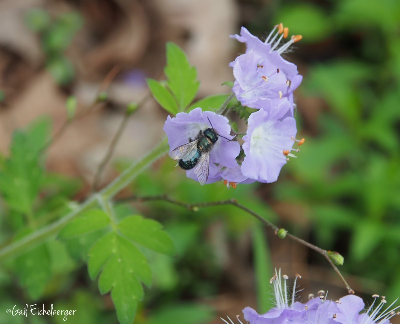 Phacelia 4 – Learn to Fly 2