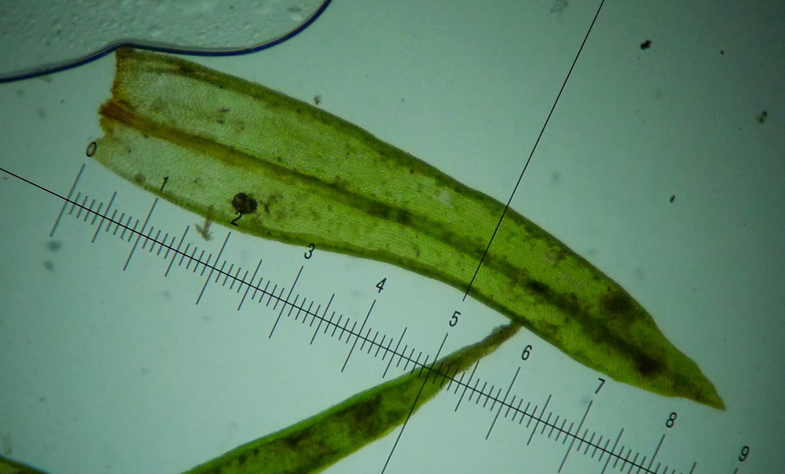Cataloguing Cullaloe Species add Orthotrichum affine, Wood Bristlemoss