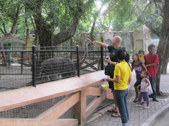 Americano playing with the turkey of Manila Zoo.