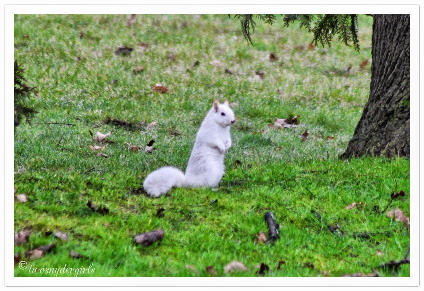 Snow white Squirrel
