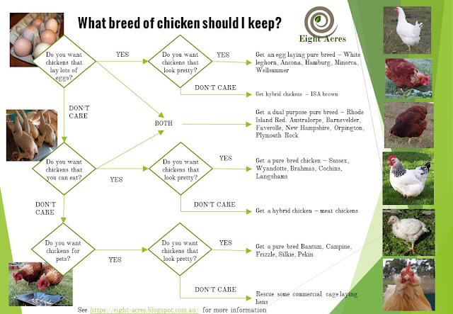 eight acres: What breed of chicken should I get?