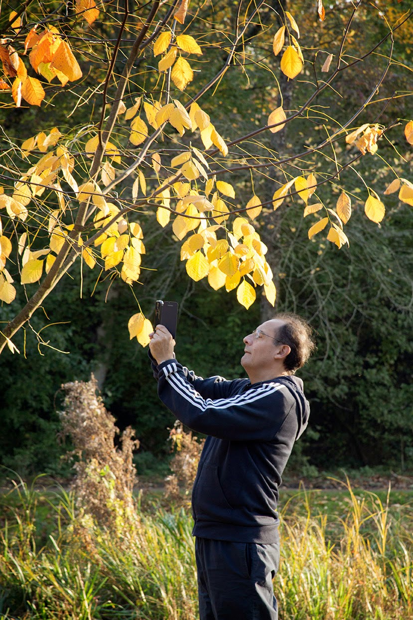 man taking picture of yellow leaves