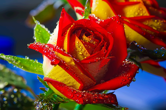 Beautiful+Rose.PNG