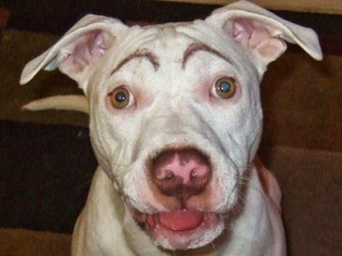 Post News Dogs With Eyebrows (27 Pics)