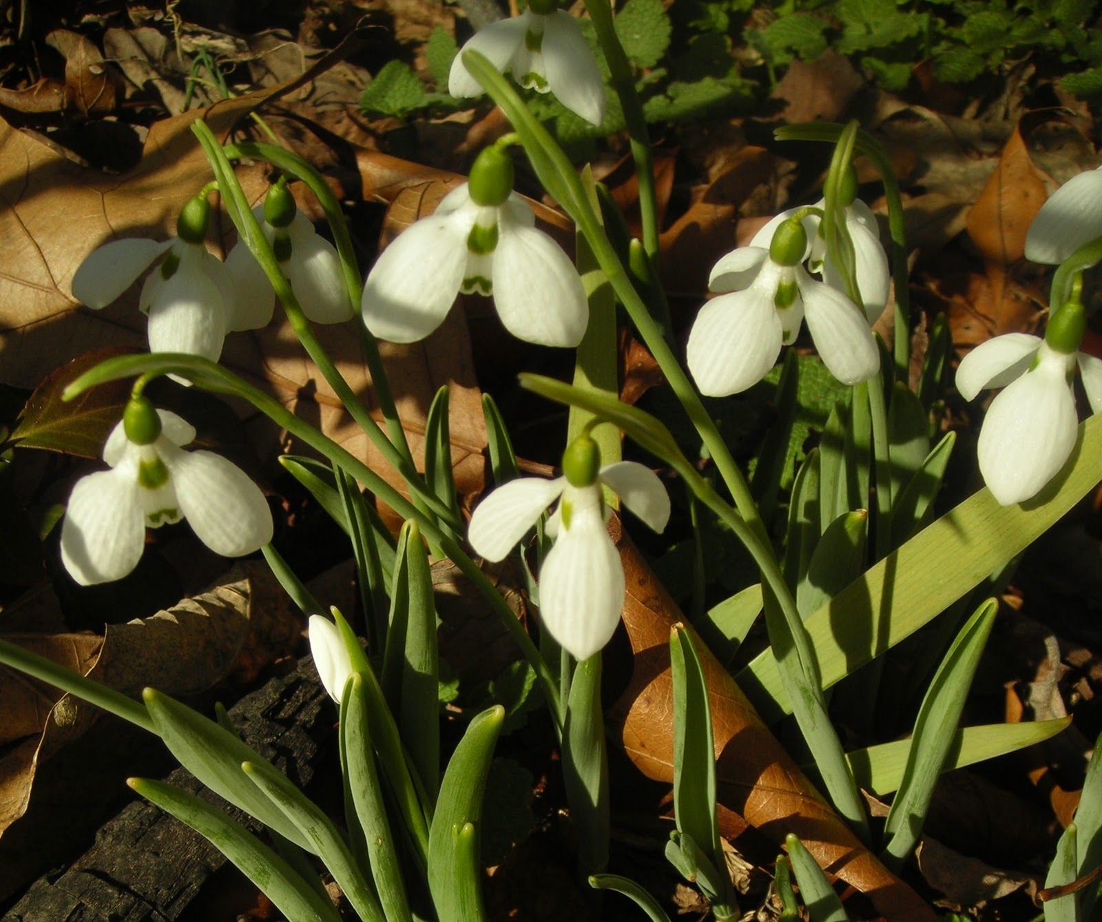 Joy 4 Today Snow flowers and Lies