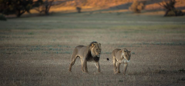 Desert lions Namibia Desert lions Namibia