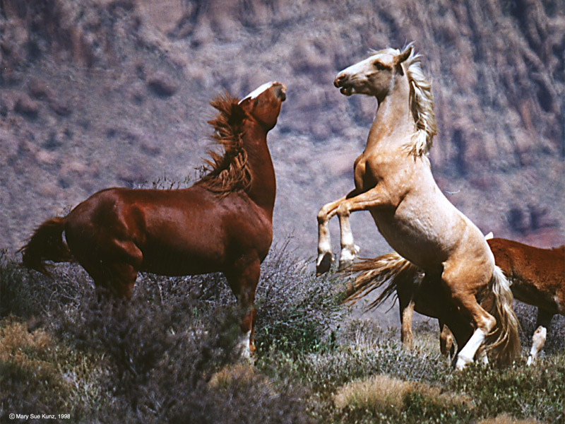 today's best horse pic, White Horses Fighting Brown Horse