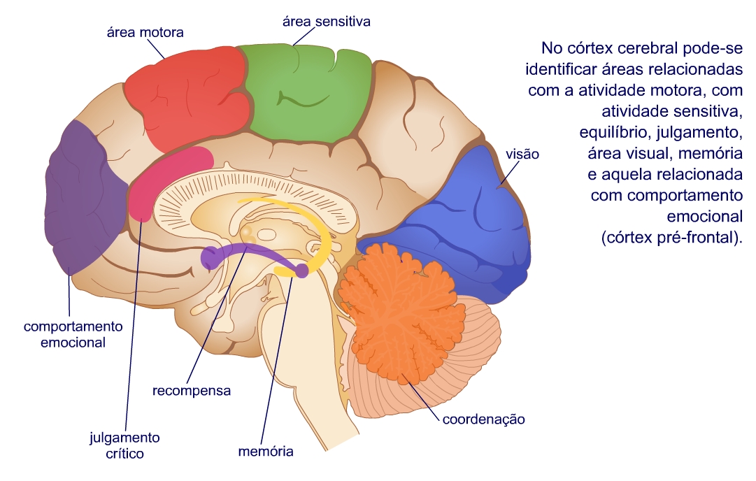 Saúde Emocional Córtex Cerebral. Saúde Emocional Córtex Cerebral.