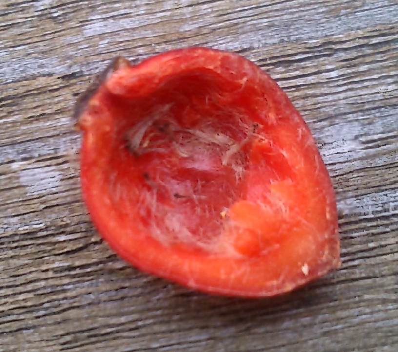 Jennie's Journals How to eat rosehips