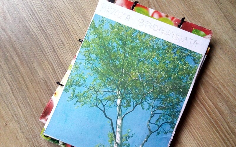lapbook brzoza lapbook brzoza