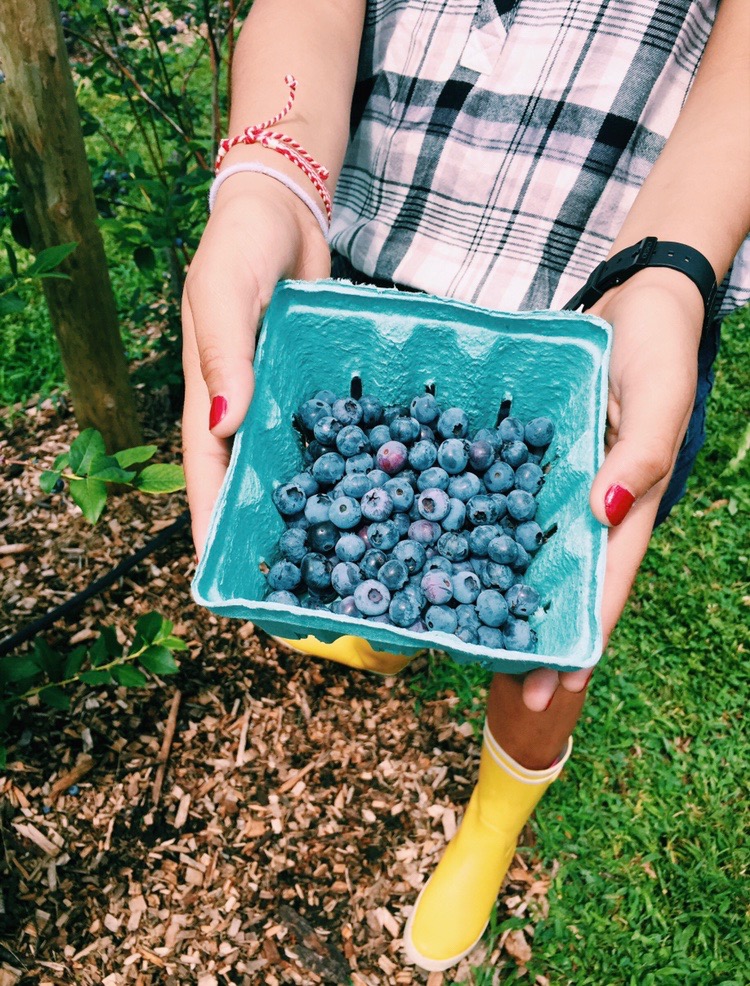 A Harmonious Combination Blueberry Picking We Go!
