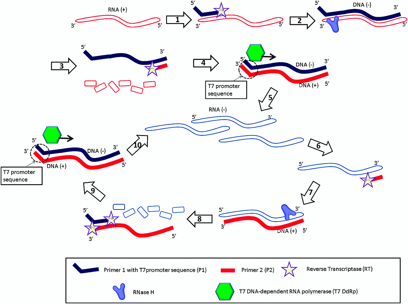 Fluorescence in situ hybridization Fish Fish Choices