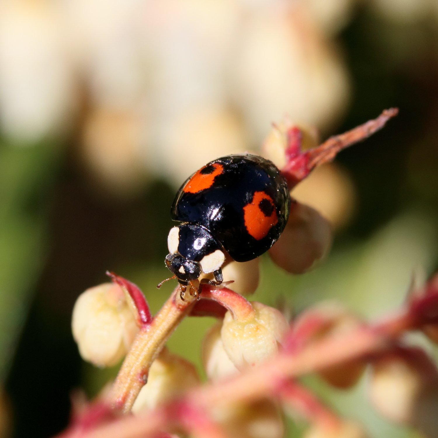 Pett Nature Notes Harlequin Ladybirds