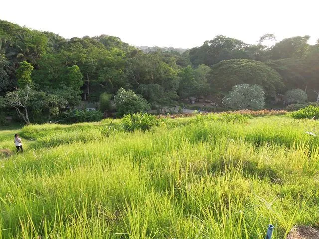 Grass in La Mesa Eco Park in Quezon City