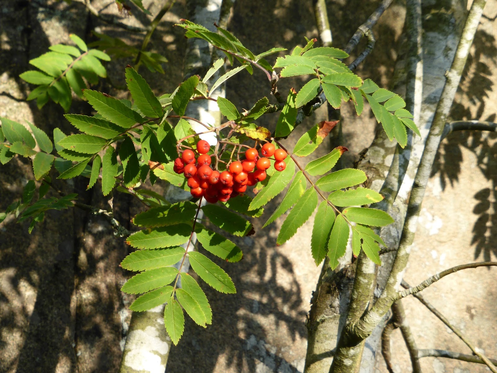 Tibbes Kreativa: Foto Rönnbär