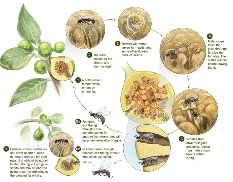 Balkan Ecology Project Dig the Fig The essential guide to all you need to know about figs