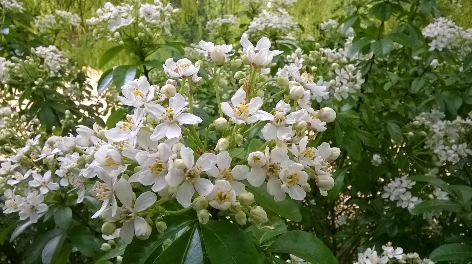 Choisya Ternata Stock Photos Choisya Ternata Stock Images Alamy