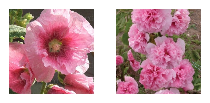 Roser og Patina: Stokkrosene vokser så det knaker!