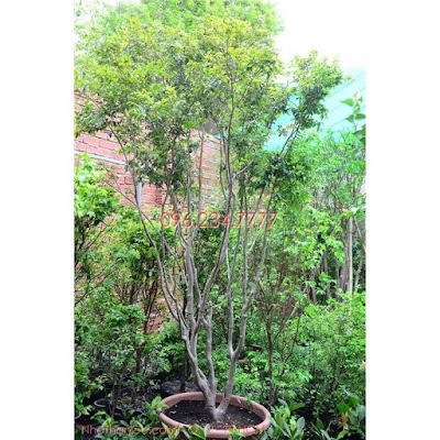 Nho Thân Gỗ - Nhà Vườn Khánh Võ Cay-Nho-than-go-Jabuticaba-bonsai