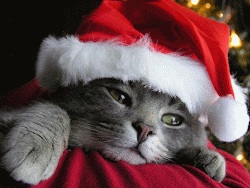 animated christmas animation amazing cats cat santas xmas background wallpapers hat hd