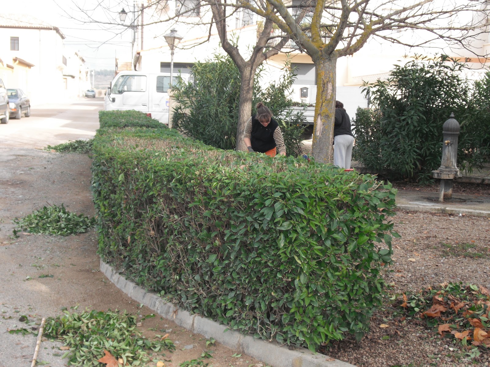 Ayerbe Taller de Empleo Jardineria: Poda de seto en el Parque de los