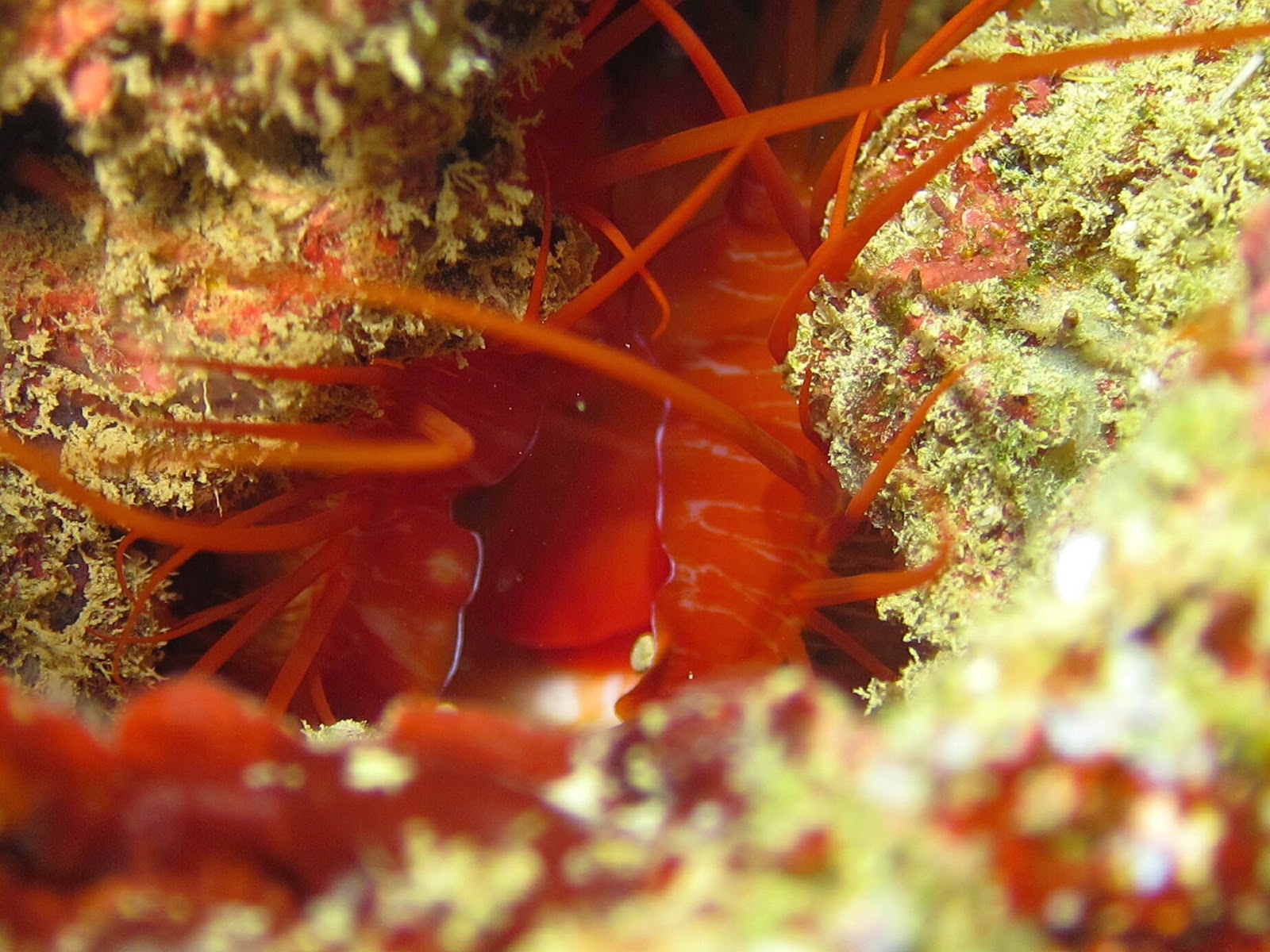 沖縄ダイビング日誌