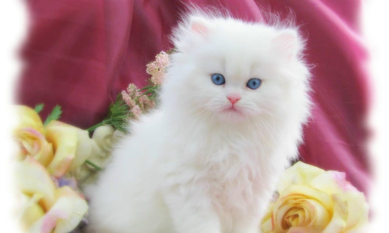 Awiasih 10 Gambar Wallpaper Kucing Manis Dan Imut Cute And Sweet