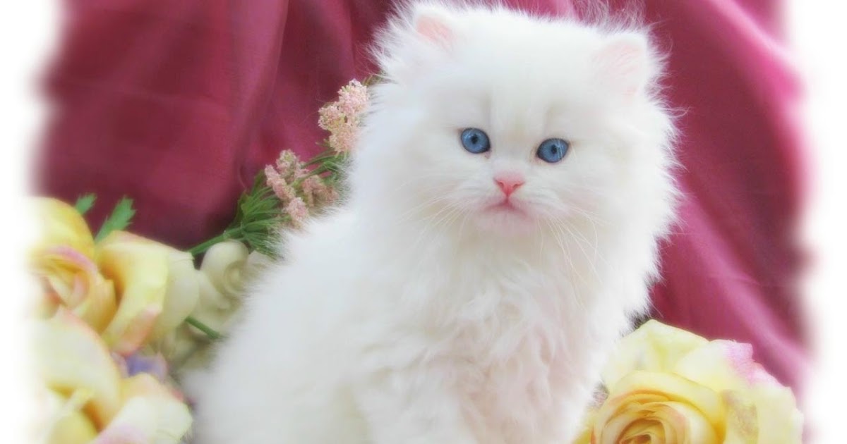 awiasih 10 Gambar  Wallpaper Kucing manis  dan imut cute 