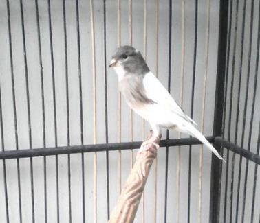 Koleksi Foto Kenari Panda Putih Abu Kenari Online Bandung