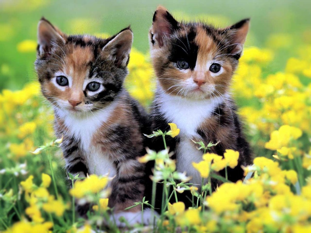 Cute Kittens Wallpapers - Wallpapers