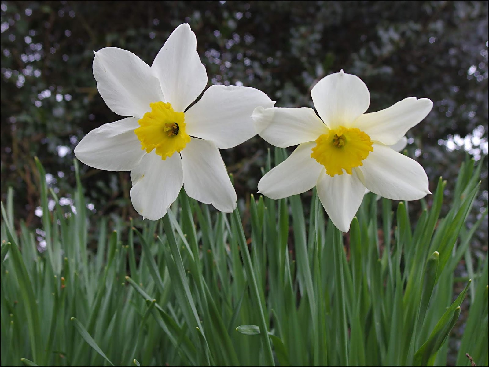 "By Stargoose And Hanglands" March Flower, March Tree