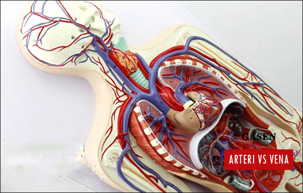 Perbedaan Arteri dan Vena Perbedaan Arteri dan Vena