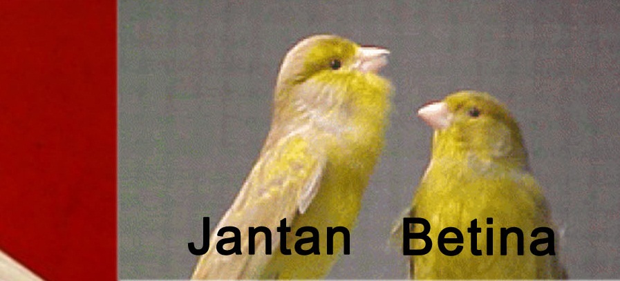 Cara Membedakan Burung Kenari Jantan Dan Betina