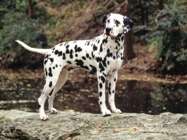 Chó Đốm – Dalmatian