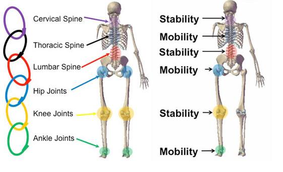 cadenas cineticas del cuerpo humano fisioterapia el concepto articulaci 243 n por articulaci 243 n cadenas cineticas del cuerpo humano fisioterapia el concepto articulaci 243 n por articulaci 243 n